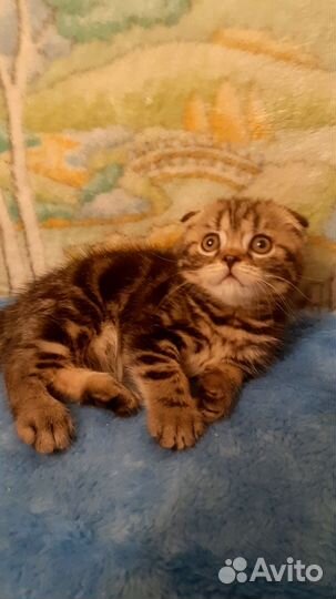 Шотландский котик Мэсси