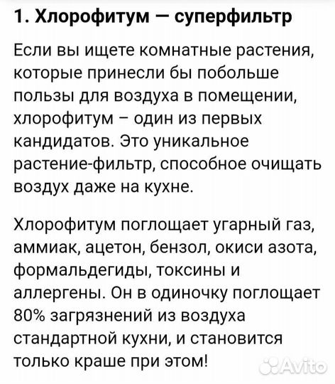 Хлорофитум кудрявый