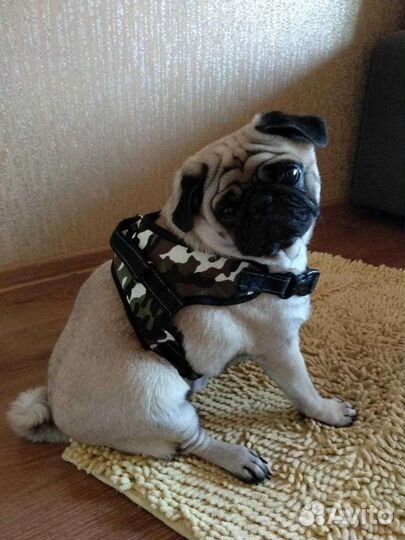 Собачьи аксессуары