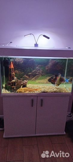 Аквариум с тумбой 200 литров