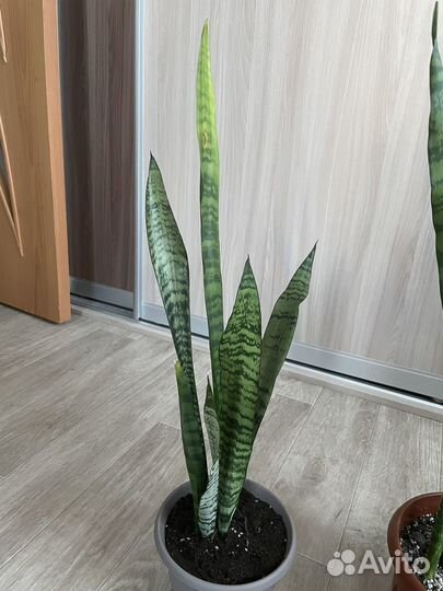 Сансевиерия