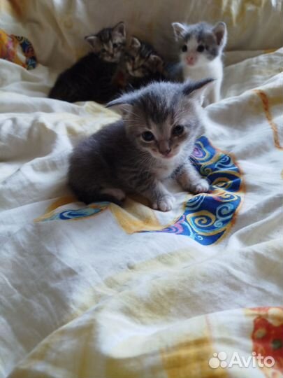 Шотландская