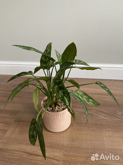 Аглаонема Maria