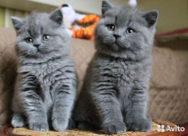 Британские голубые котята привиты