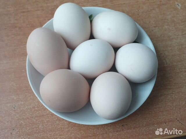 Яица Домашние Куриные