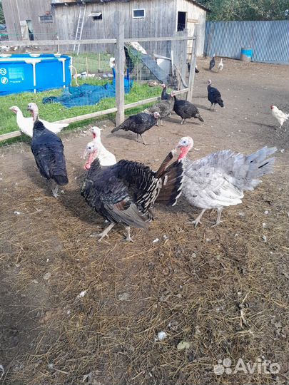 Индюки живым весом