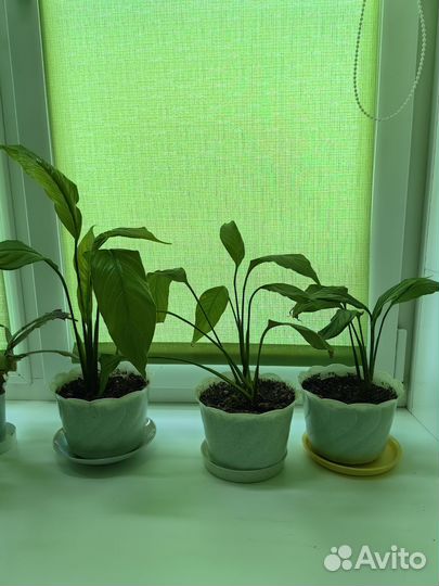 Спатифиллум