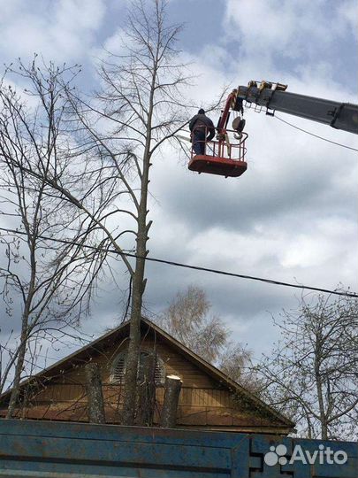 Спил деревьев