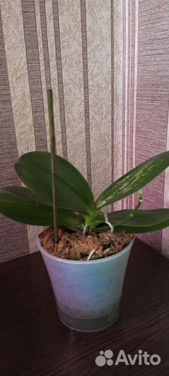 Орхидея фаленопсис