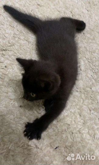 Кошки в добрые руки бесплатно