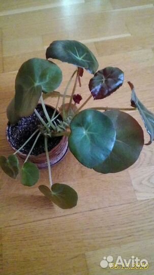 Комнатные цветы бегония, толстянка, фикус Бенджами