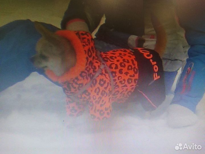 Зимний комбинезон For my dogs