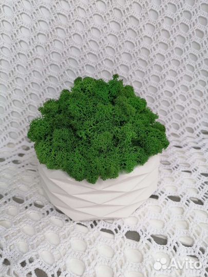 Композиция из мха