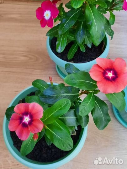 Катарантус