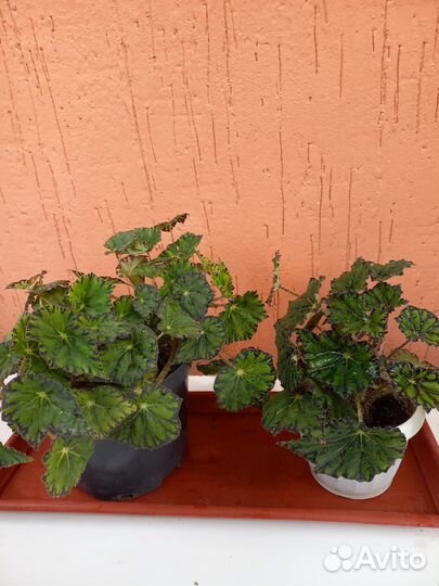 Растения для дома