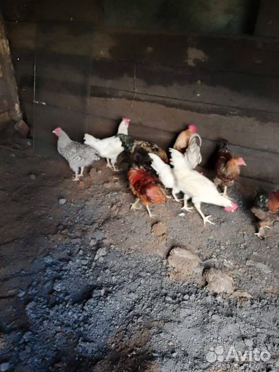 Петушки молоденькие