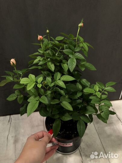 Роза в горшке,комнатные цветы