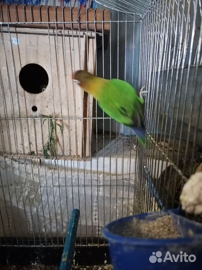 Попугаи Неразлучники