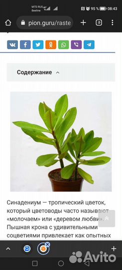 Синадениум granta