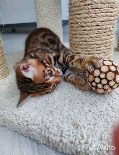 Бенгальские котята