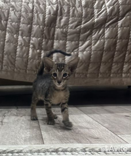 Ориентальный котик