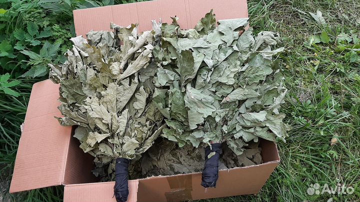 Берёзовый банные веники