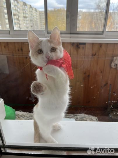 Котенок мальчик Сеня