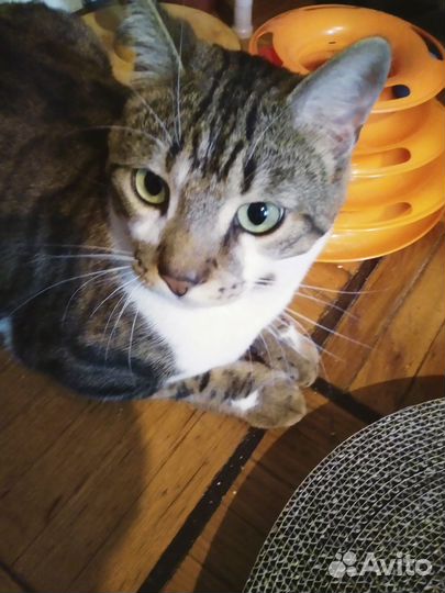 Шикарный молодой котик Бун,метис,2 годика,в дар