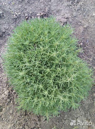 Хризантема