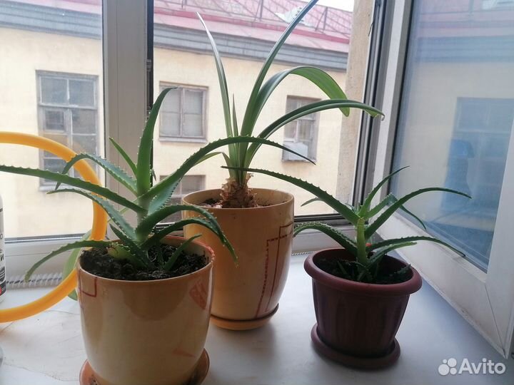 Комнатные цветы, алоэ, гиппеаструм красный