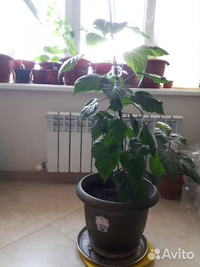 Гибискус китайская роза