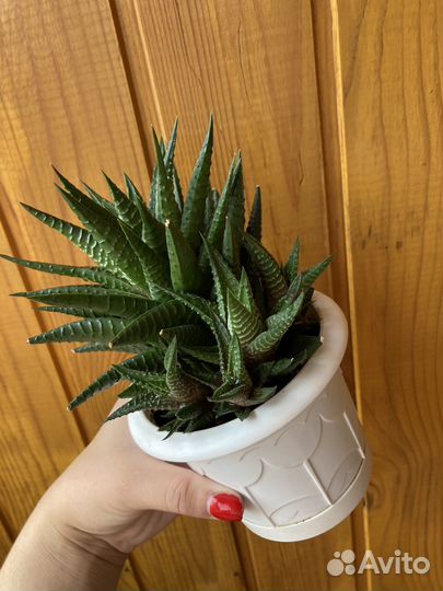 Хавортия лимифолия