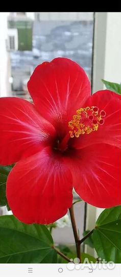 Гибискус, герань