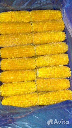 Кукуруза в початках