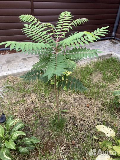 Сумах дубильный