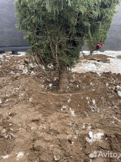 Ель обыкновенная, крупномер