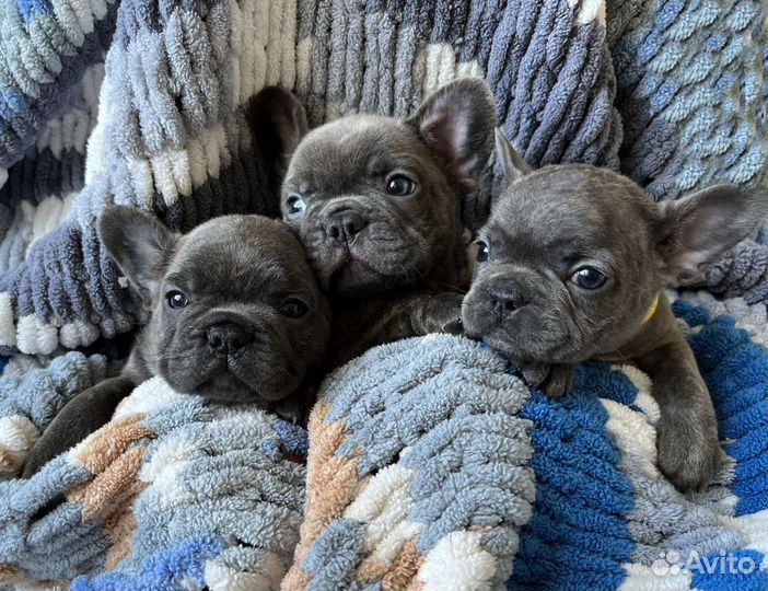 Французский бульдог щенки