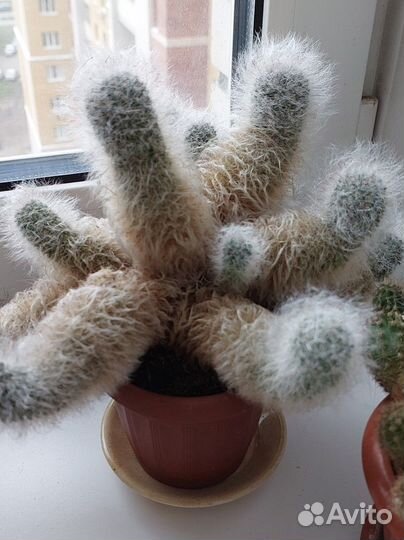 Пушистый кактус большой