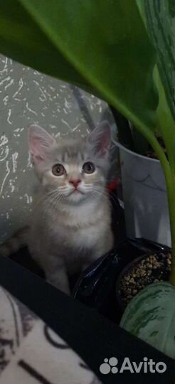 Шотланский котенок