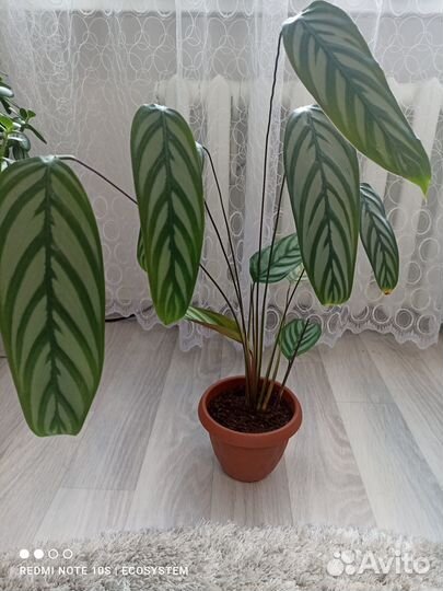 Комнатные растения