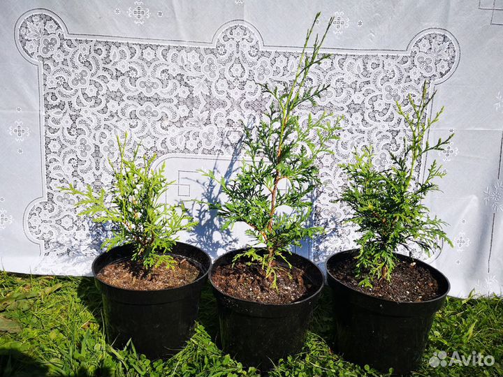 Туя западная Брабант Хвойные растения