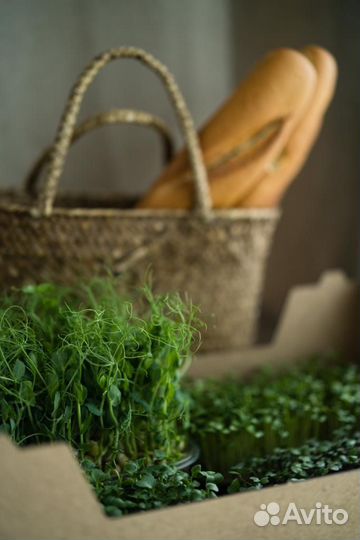 Микрозелень