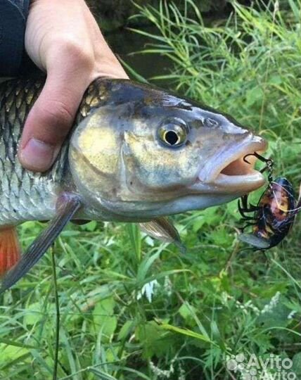 Майский жук воблер/Язь,голавль