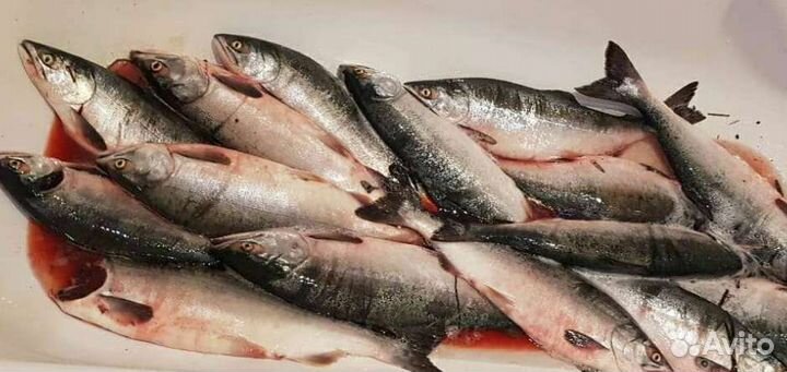 Рыба кета свежая с воды