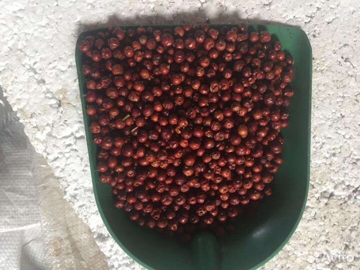 Ягоды можжевельника