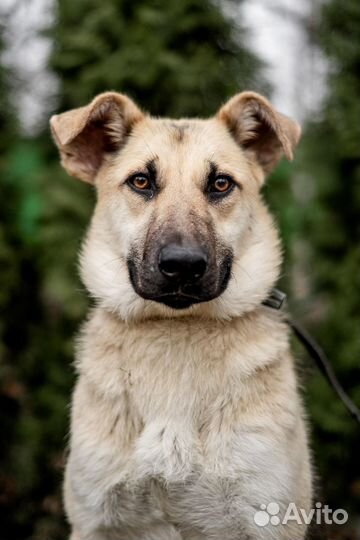 Самый ласковый ребенок тоскует в приюте