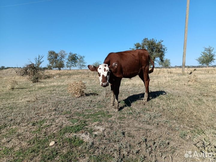 Телята (телочки)