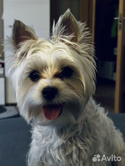 Йоркширский терьер