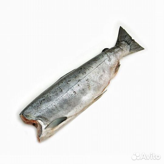 Форель,палтус,кижуч,лосось,сибас,дорадо (рыба,море