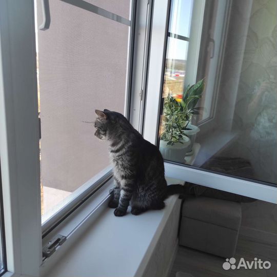 Антикошка москитная сетка